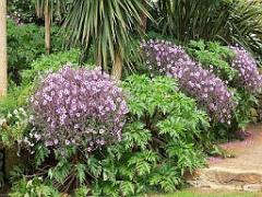 130 Ile de Batz Jardin Georges Delaselle_000047